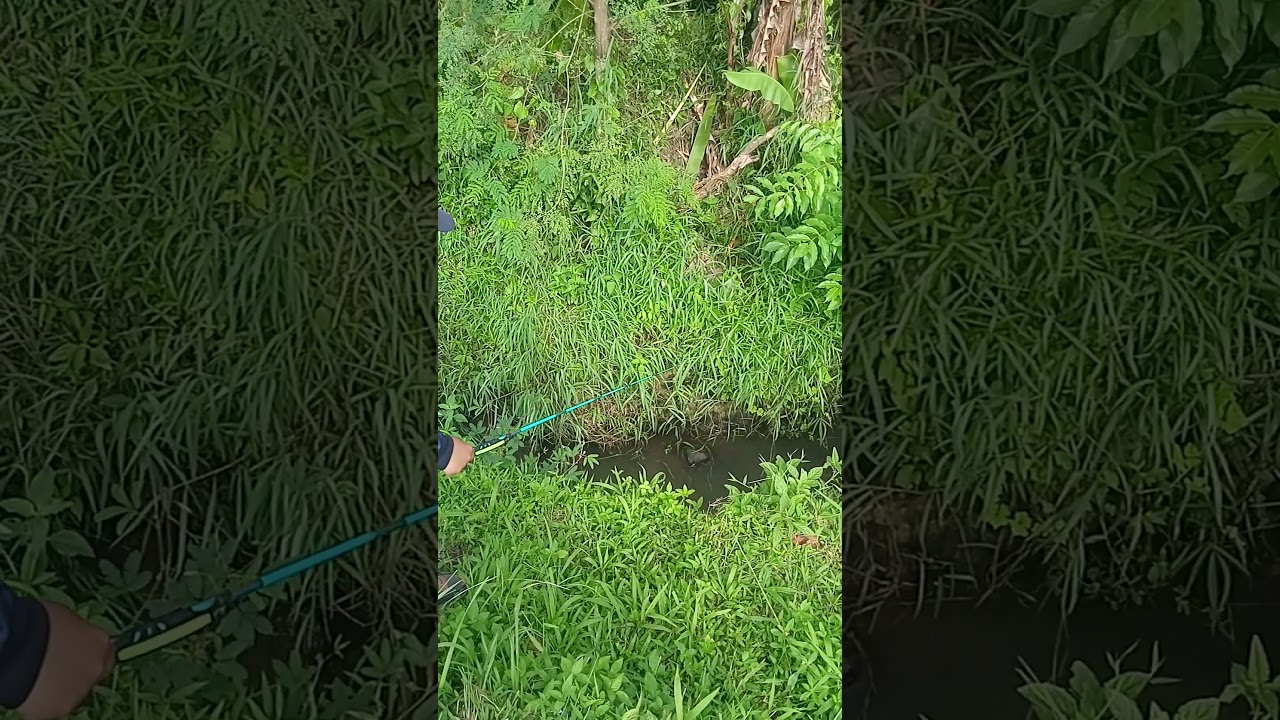 ‼️spot exstrim...ikan kelaparan