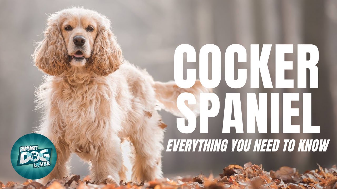 Cocker Spaniel Dog Breed Guide | Dogs 101 - Cocker Spaniel