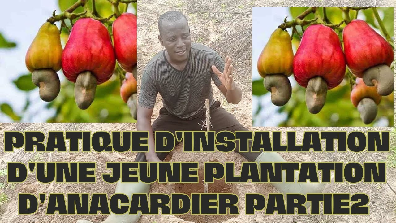 Pratique d'installation d'une jeune plantation d'anacardier  partie 2