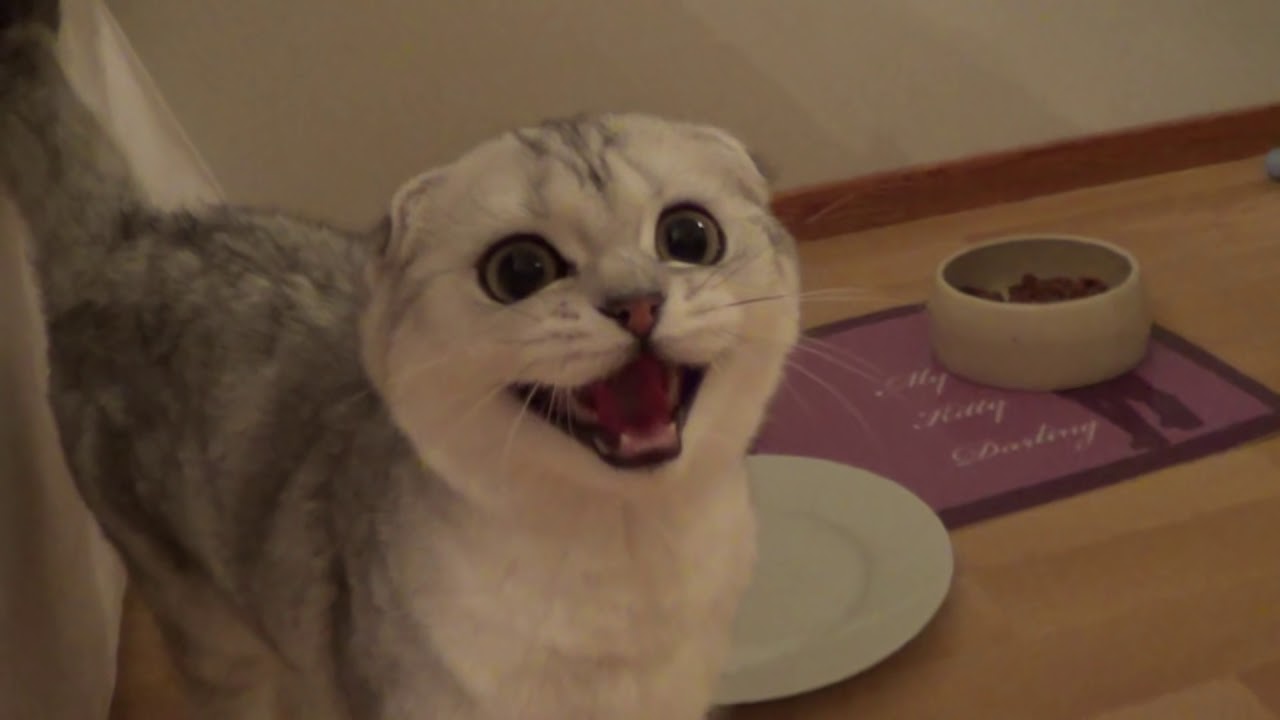 Scottish fold kitten meowing for food