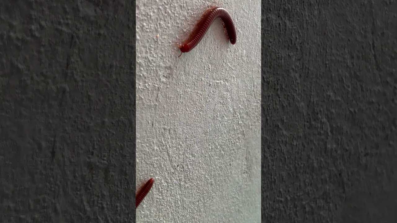Strange Millipede Behaviors 