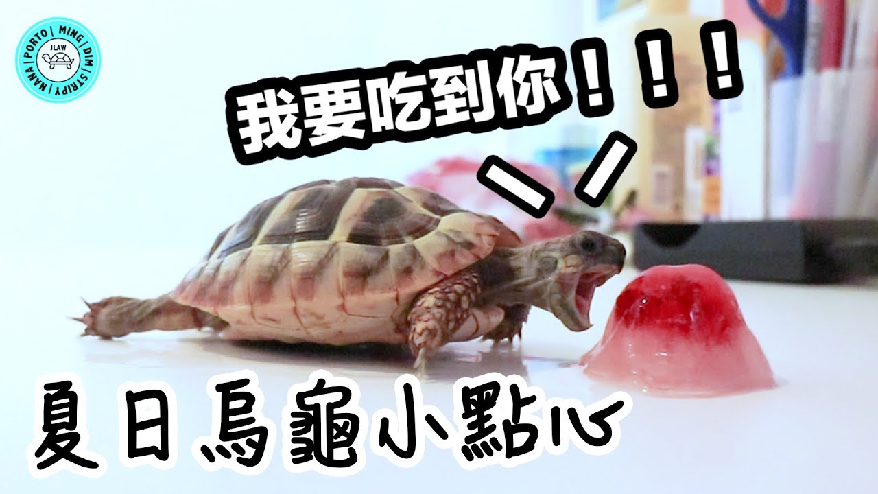 烏龜🐢吃冰棒｜Tortoise Loves 🍓Popsicles｜【小龜成長日記】