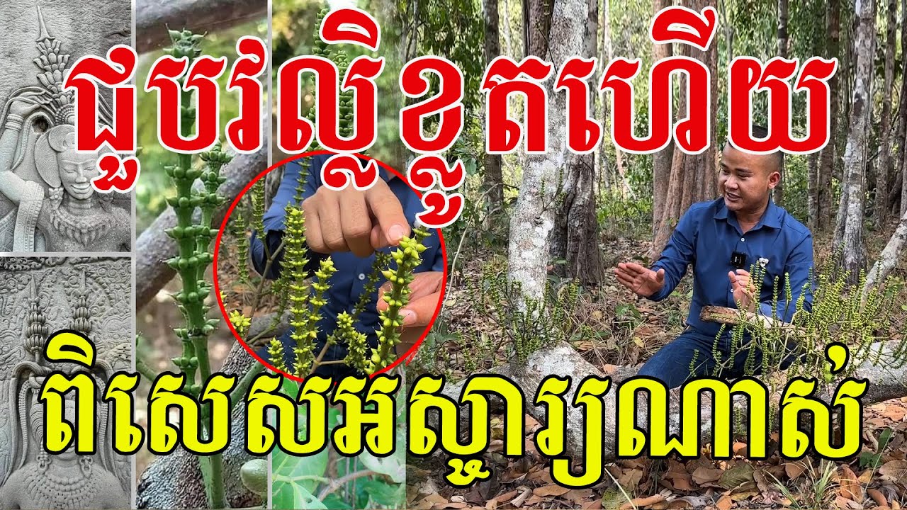 ជួបផ្កាវល្លិខ្លូតហើយ ពិសេសអស្ចារ្យណាស់ ចូលរួមថែរក្សាទាំងអស់គ្នា