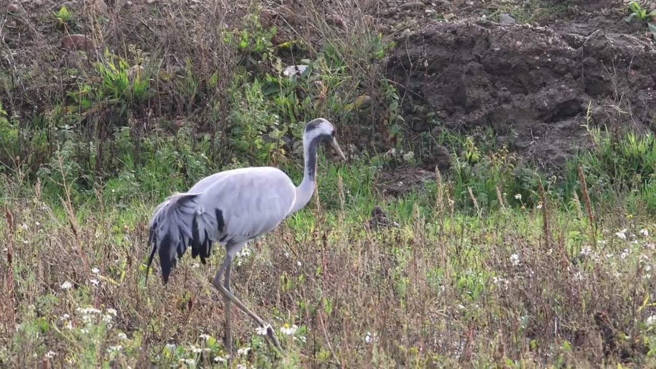 Kraanvogel/ Common Crane