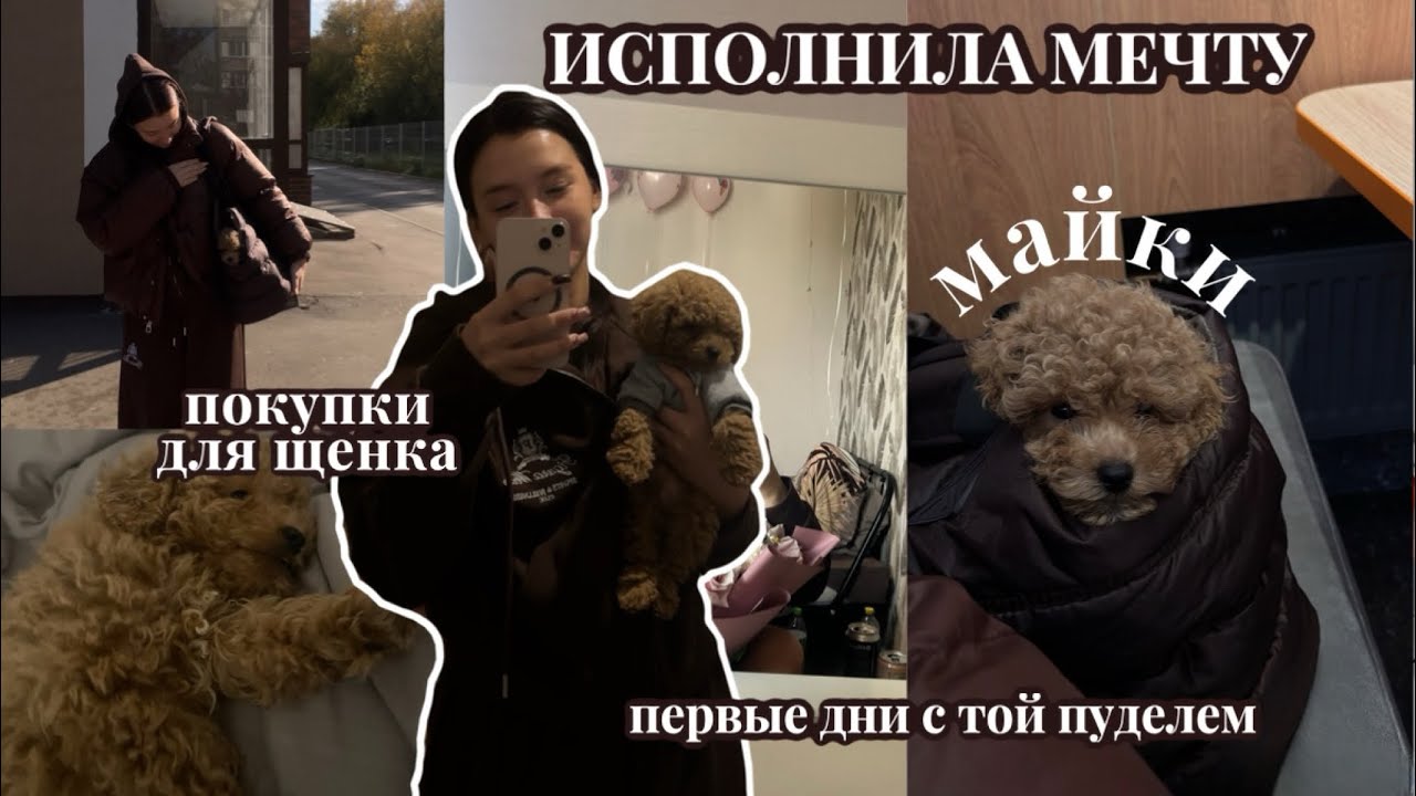 КУПИЛИ ТОЙ ПУДЕЛЯ: покупки для щенка и первые дни вместе 
