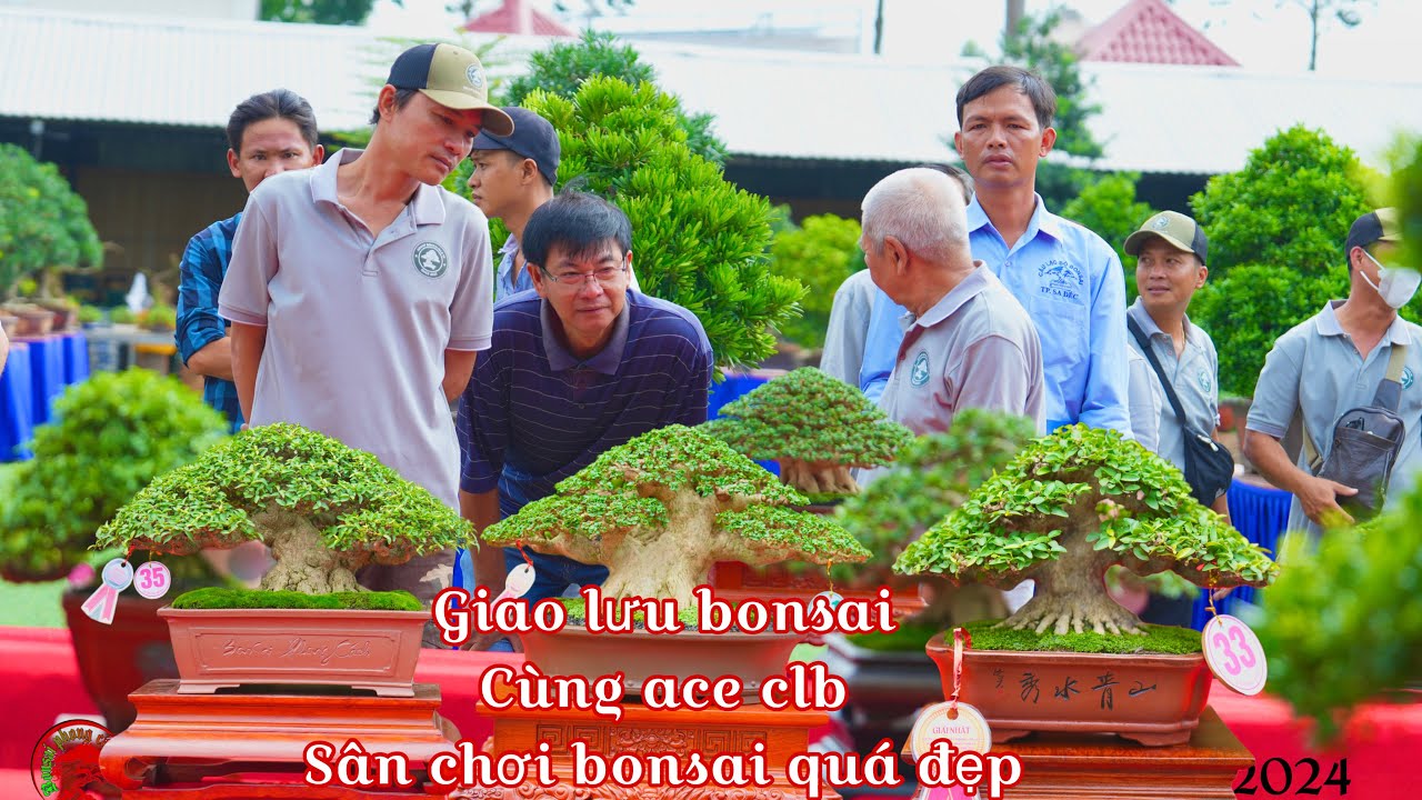 2-9 .hội thi bonsai tại SaDec , bonsai mini , tiểu , trung