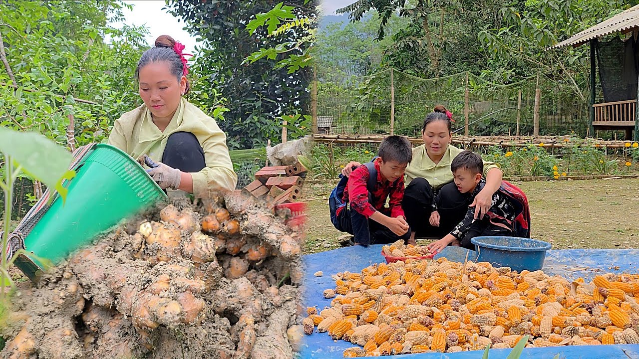 The daily life of a single mother includes harvesting ginger and planting it on a new plot of land.