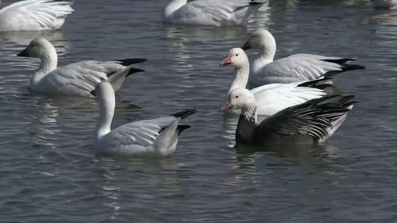 The Snow Geese of Loess Bluffs NWR