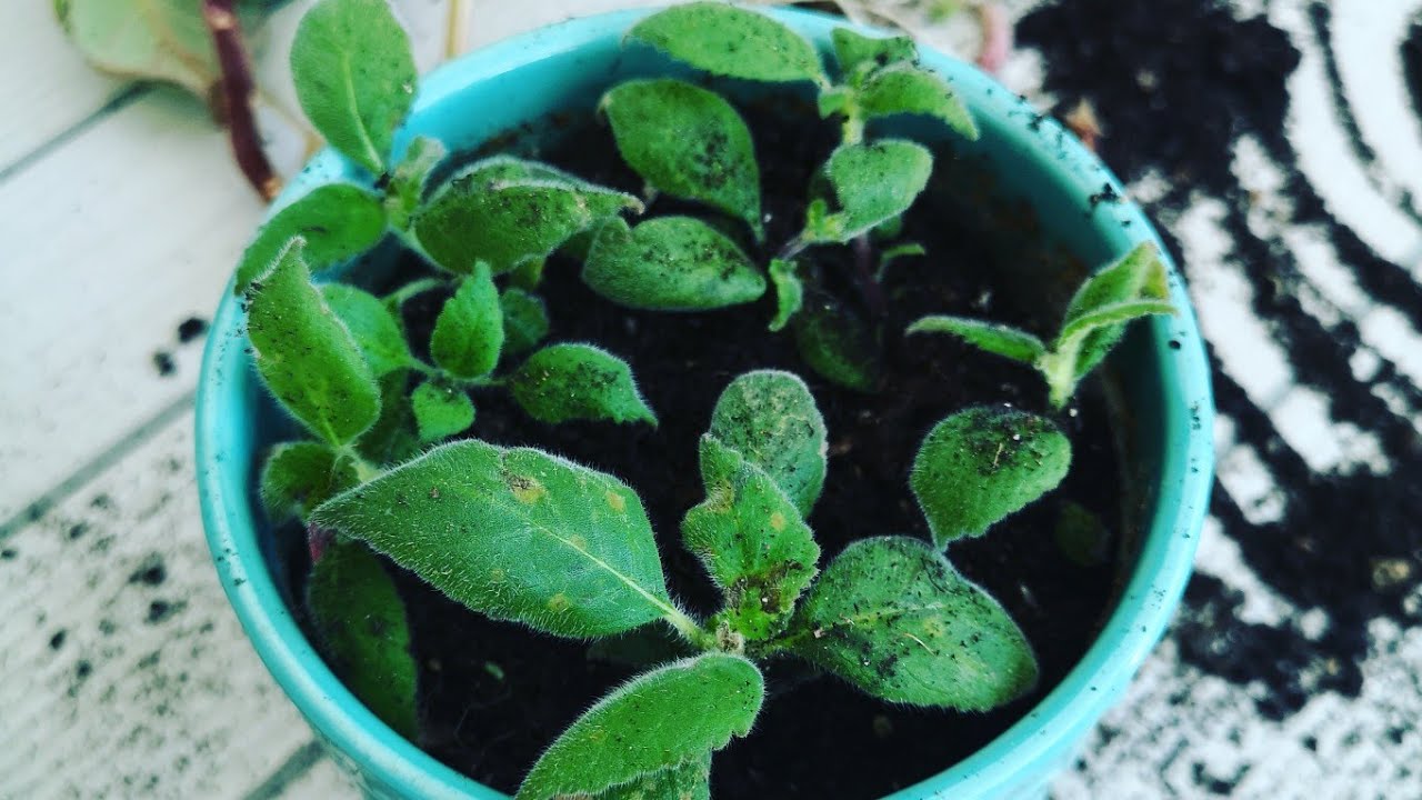 Kohleria japon Küpesi Çiçeğimin Yaprakları Kurursa Ne Yapmalıyız?
