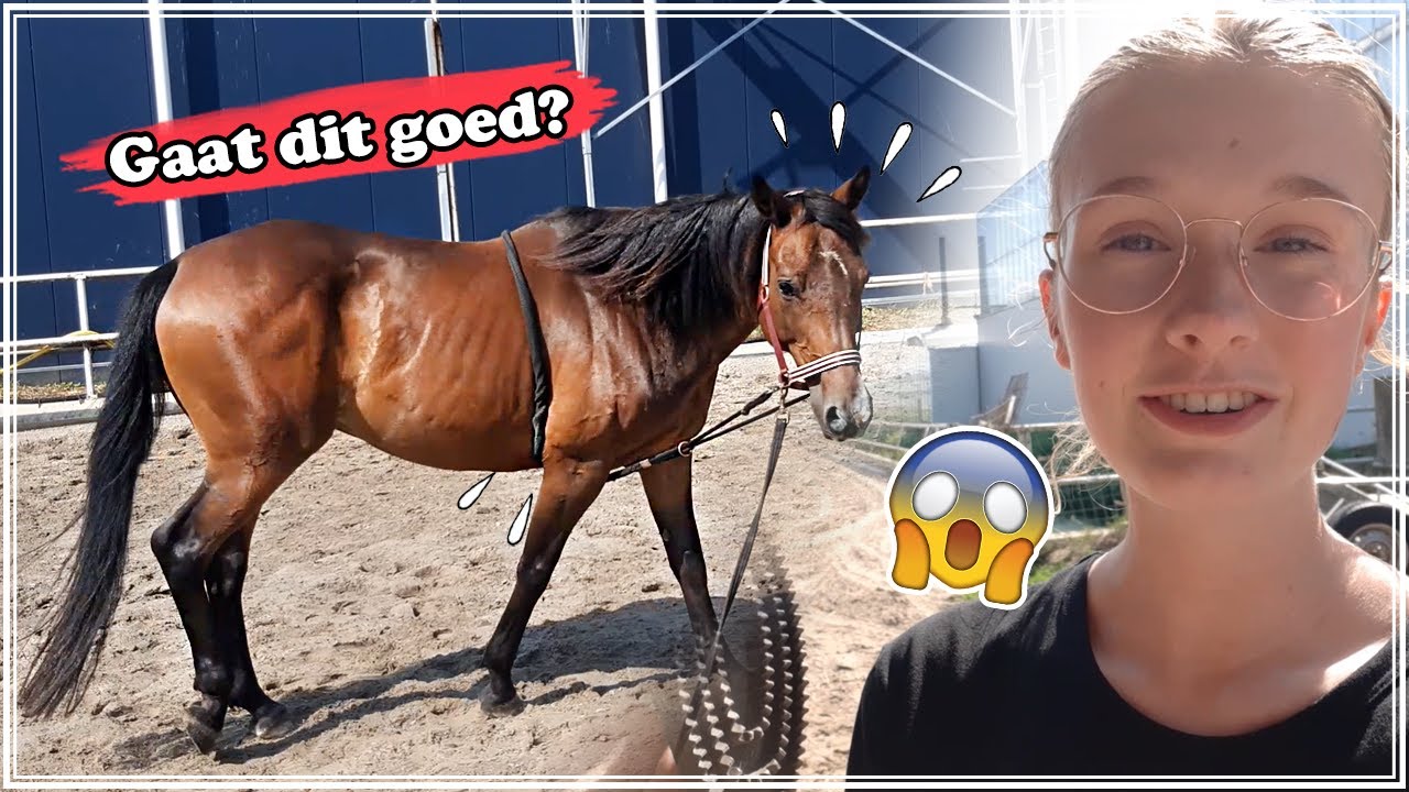 Mijn EIGEN PAARD voor het eerst LONGEREN met hulpen! Als dat maar goed gaat.. 😱 | Zoo Lianne | Vlog