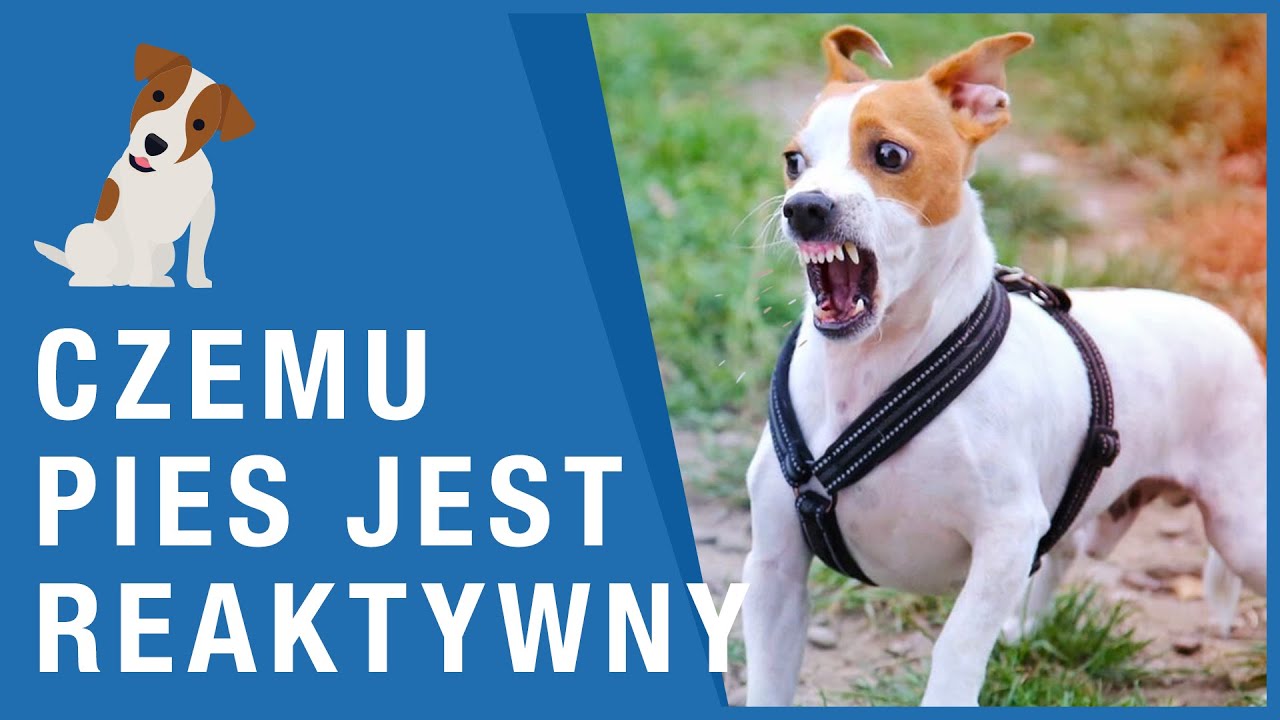 NIE RÓB TEGO TWOJEMU PSU - posłuszeństwo nie rozwiąże problemu gdy pies jest reaktywny