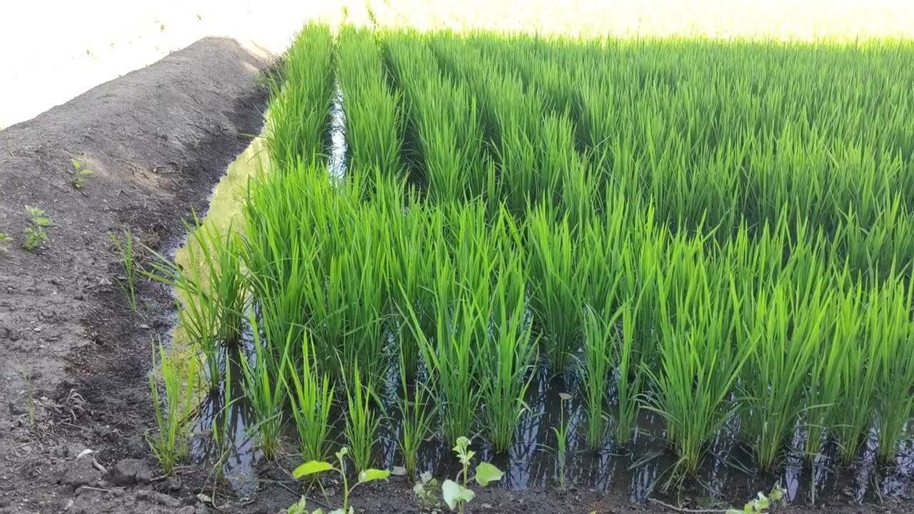 Kaboes S2 Eps 18 Rice Farming in China on the biggest farm in the world?
