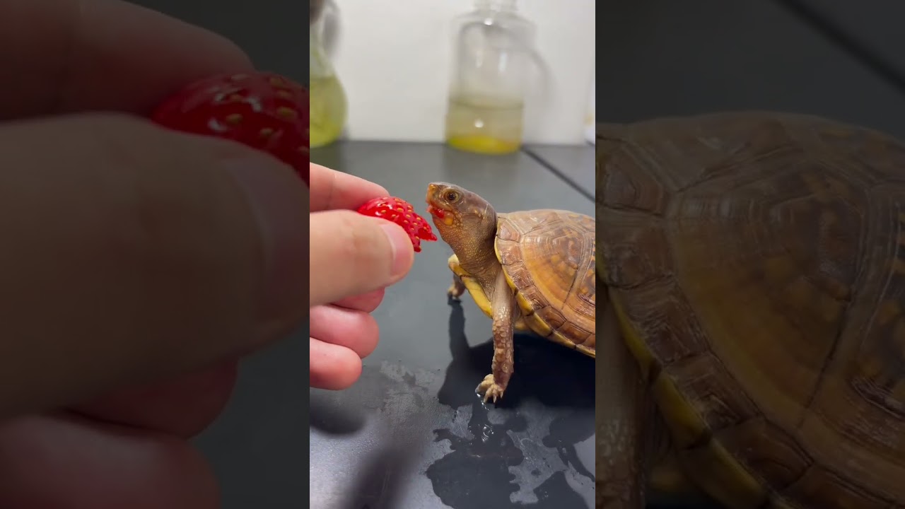 Turtle #animals #turtle #triokrucil