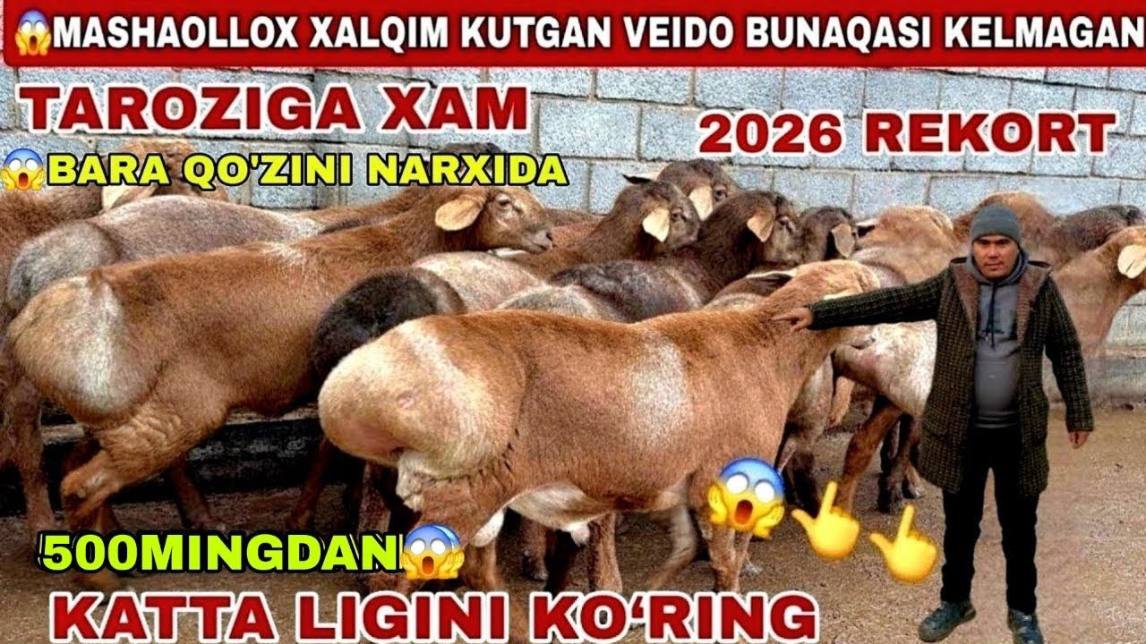😱Voy 500mingdan arashan sifat qo’chqorlarni narxi 2026 ga rekort darajada tushib keti shoshiling b