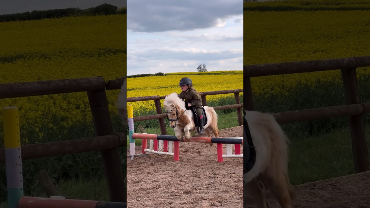 MyMini Shetland LOVES JUMPING #horseriding #showjumping #horse #equestrian #pony #trending #stallion