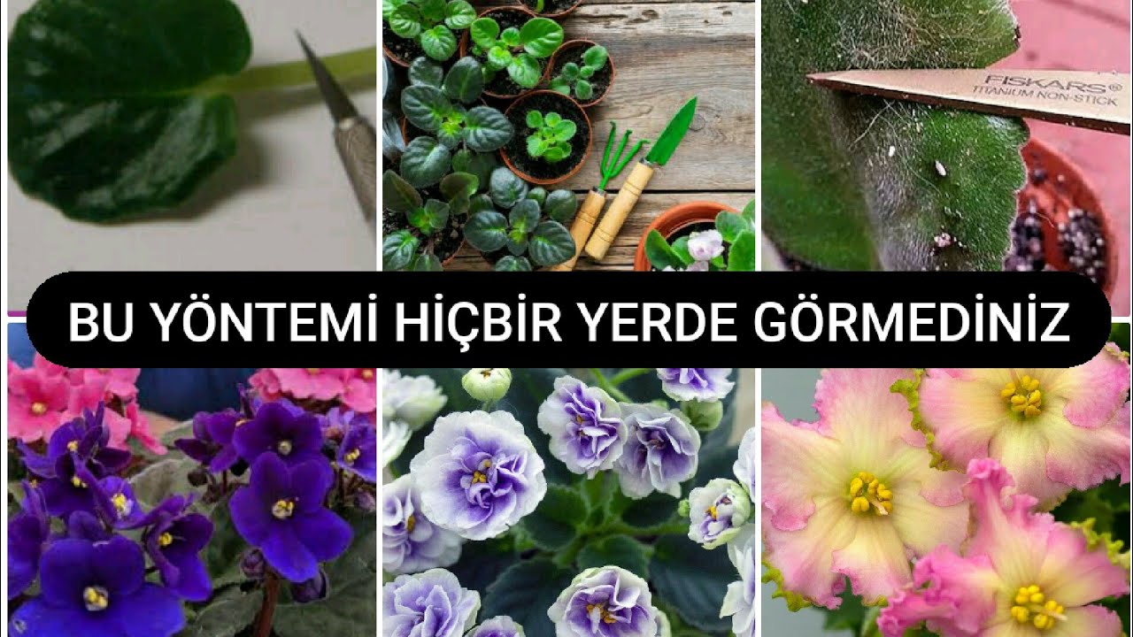 SAKIN DENEMEYİN❌❌❌ / MENEKŞE HİBRİTLEME / HİBRİT MENEKŞE / HİBRİT MENEKŞE NASIL YAPILIR 🌱