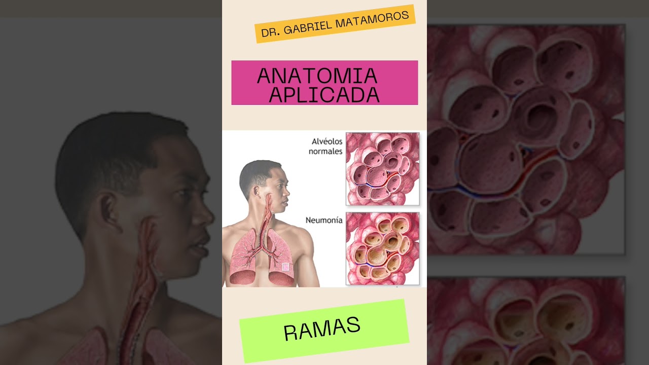 Anatom&iacute;a aplicada #medicine
