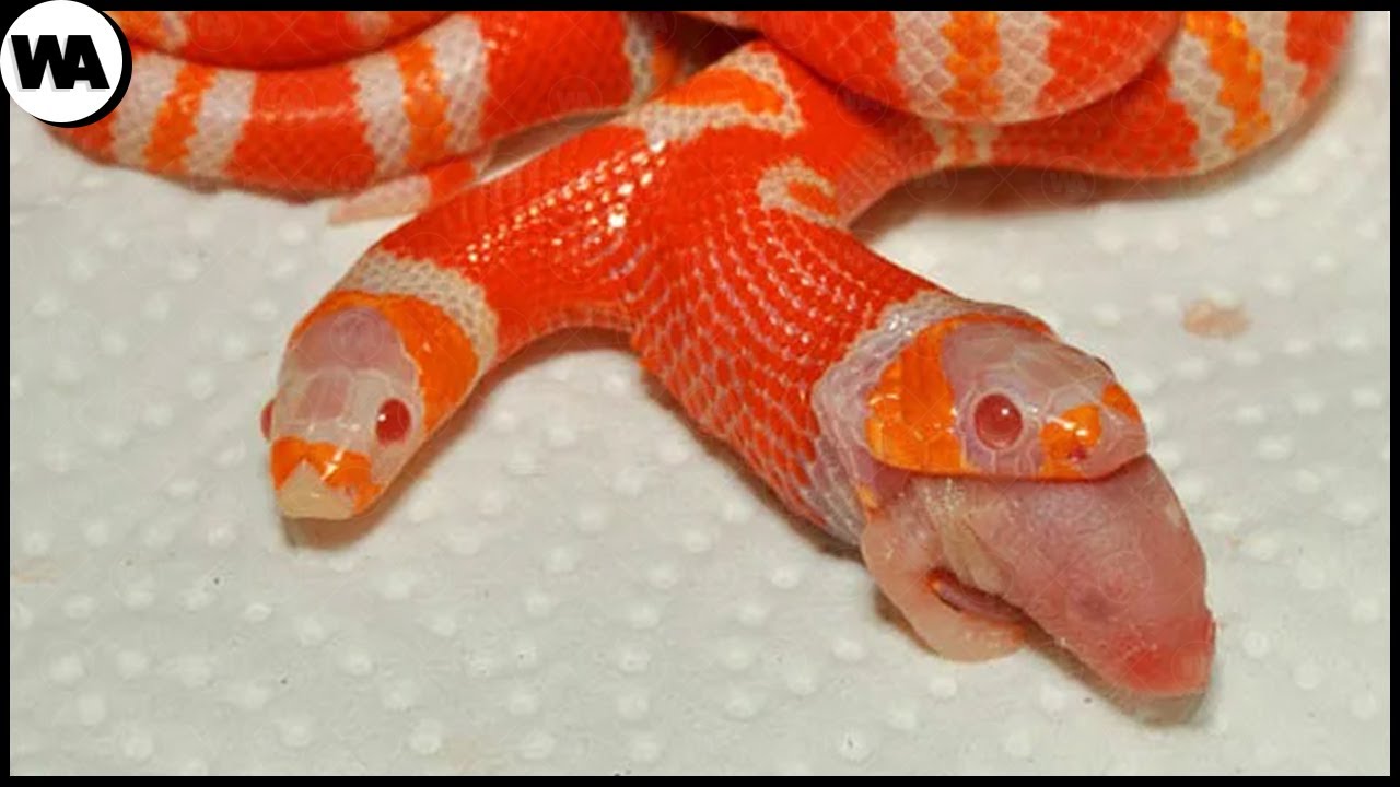 Il se Passerait Quoi si Vous Nourrissiez une Seule Tête d'un Serpent à Deux Têtes ?