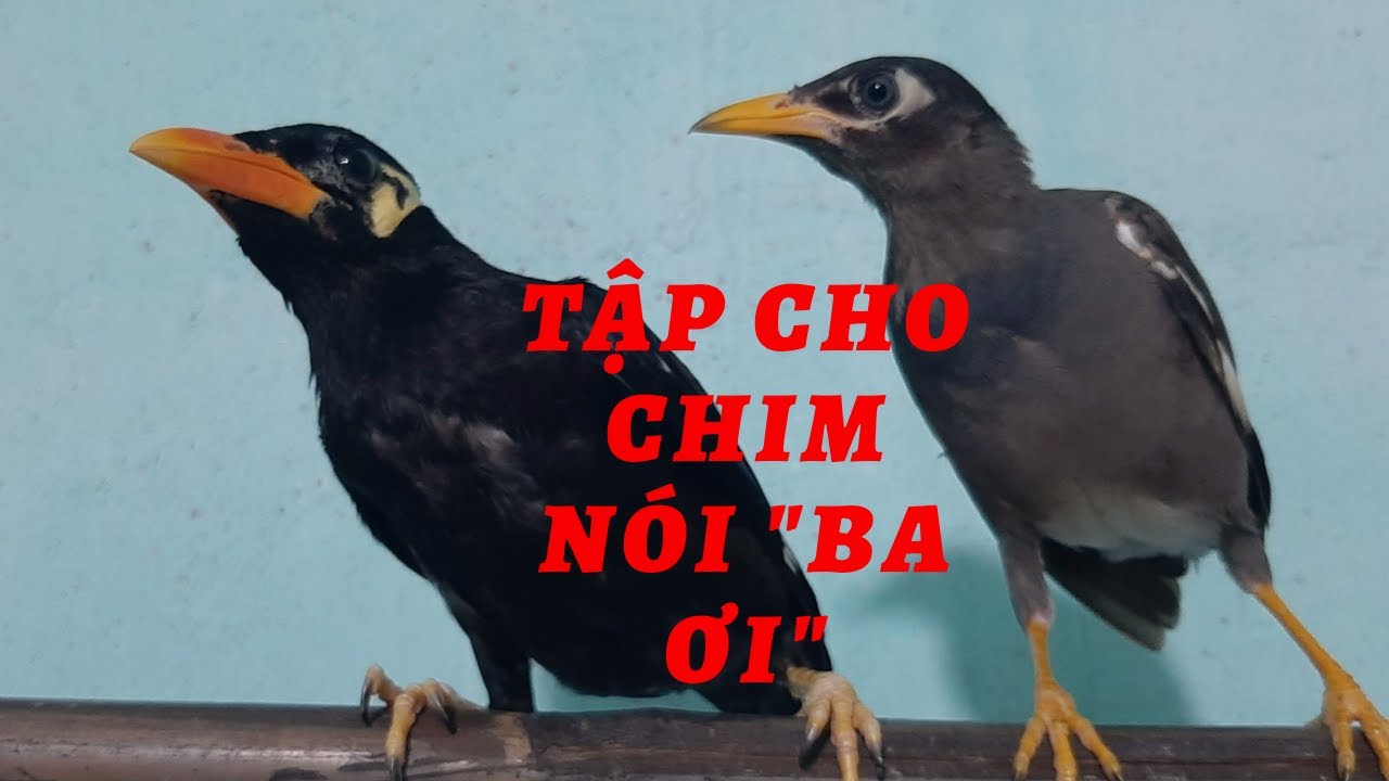 5 ph&uacute;t tập chim s&aacute;o_nhồng_ k&eacute;t_cưỡng  n&oacute;i  