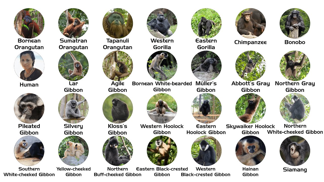 Every Ape Species Explained