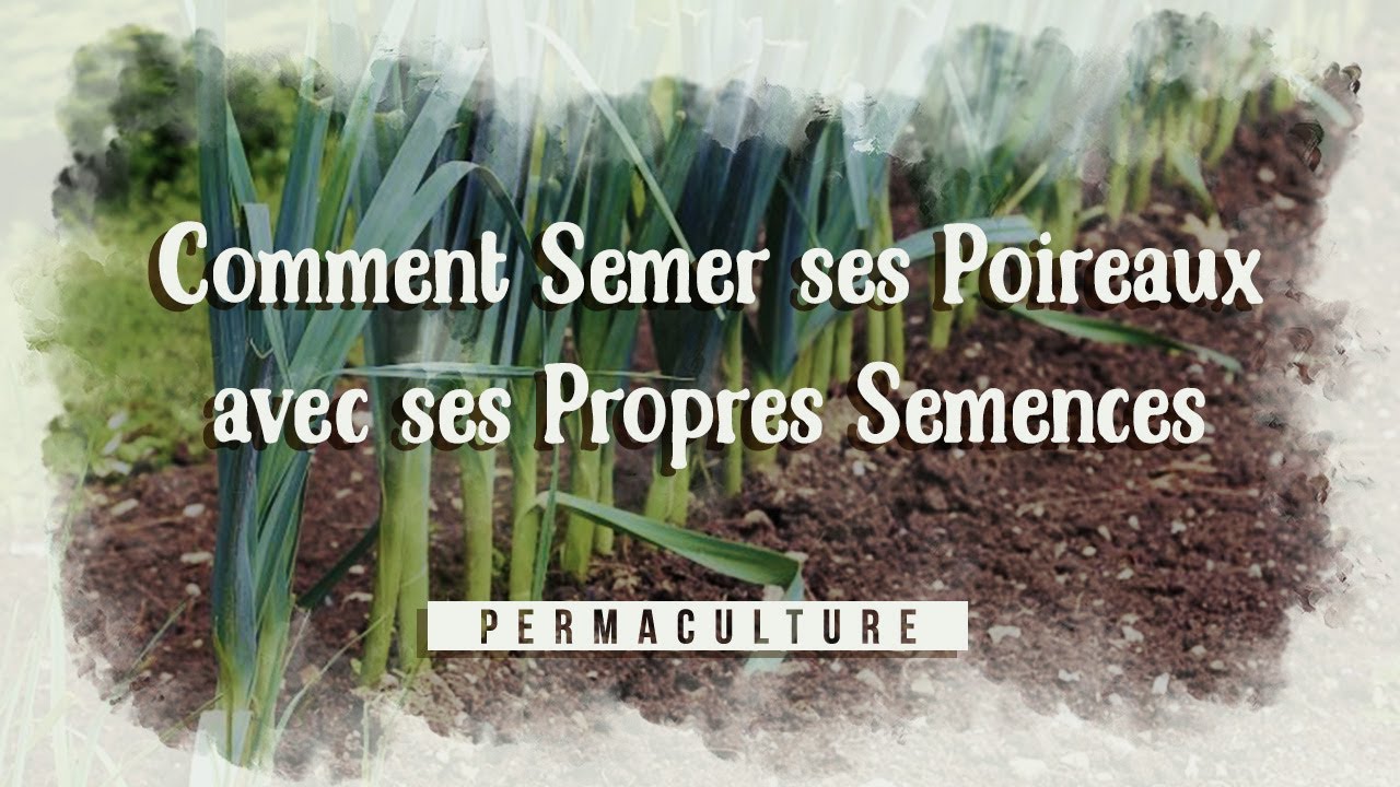 Comment semer ses Poireaux avec ses propres graines?