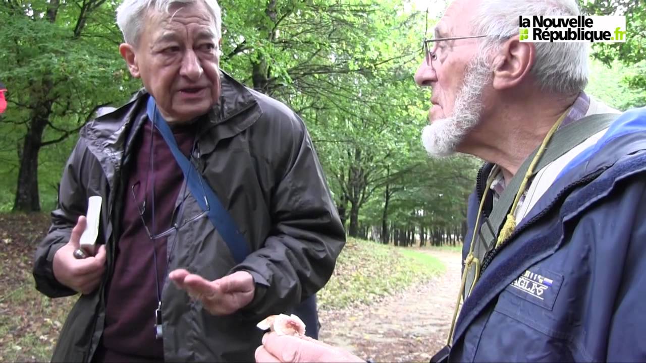 VIDEO. Aux champignons en forêt de Larçay avec des mycologue