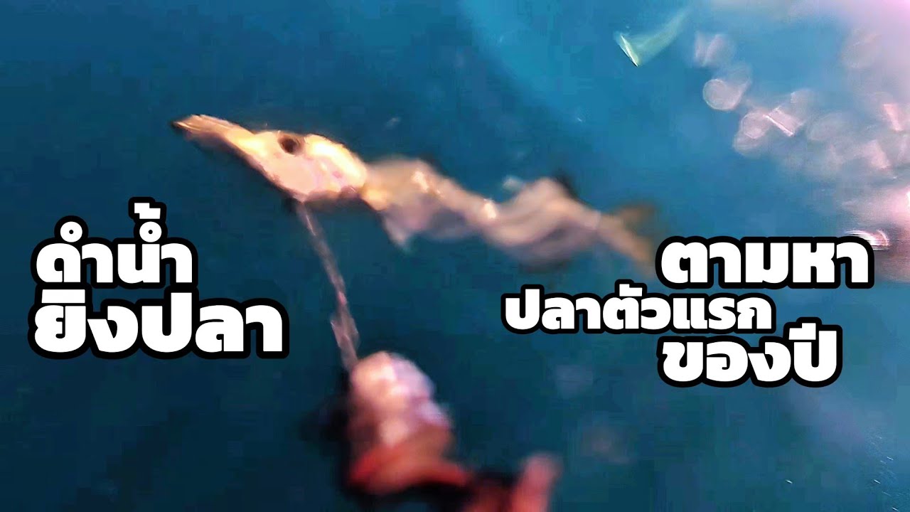 ดำน้ำยิงปลา l ตอน ตามหาปลาตัวแรกของปี