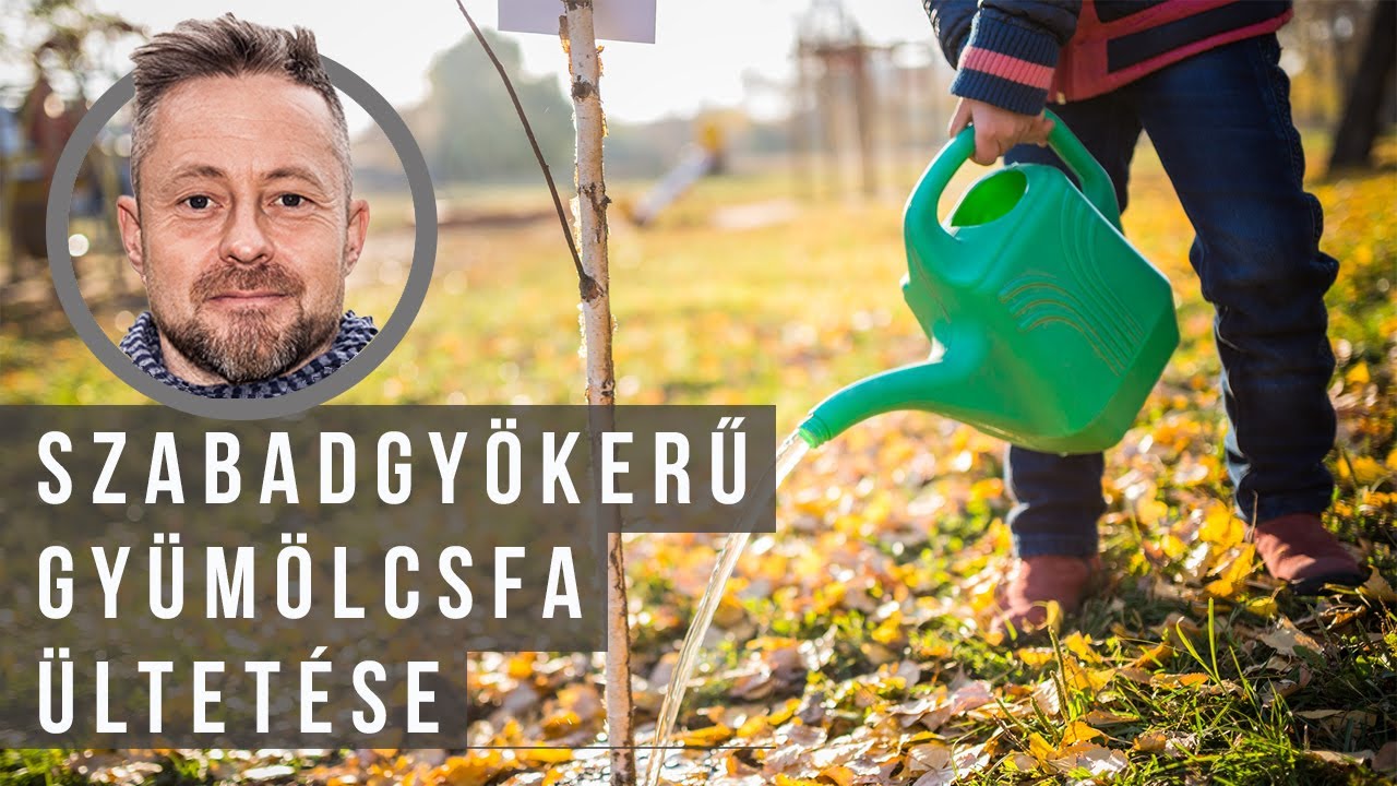 Szabadgyökerű gyümölcsfa ültetése | kert TV