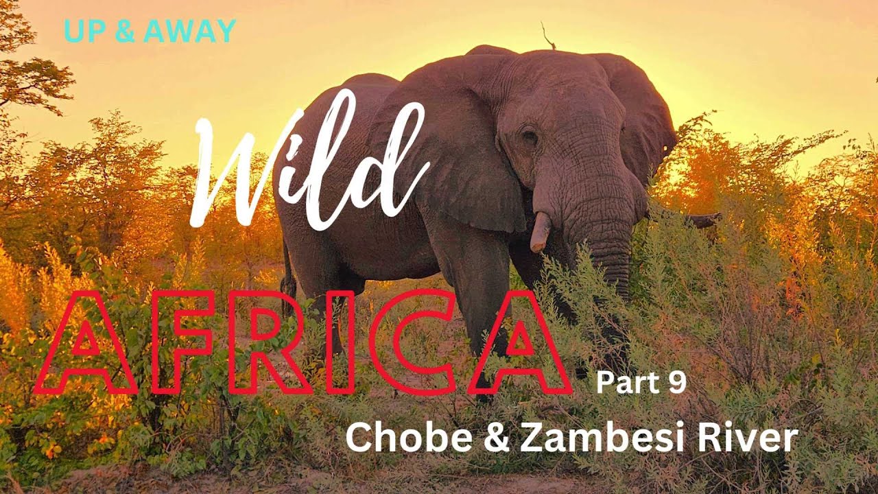 Wild Africa part 9 #wildafrica #wildlife #africanroadtrip