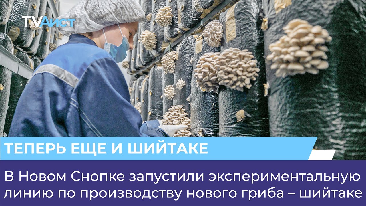 В Новом Снопке запустили экспериментальную линию по производству нового гриба &ndash; шийтаке