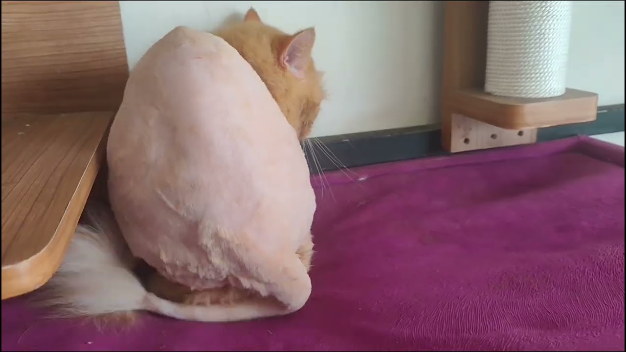 Lion cut kucing,  pertumbuhan bulu nya makin bagus #lioncut #adopsikucing #edukasi #mandikankucing  