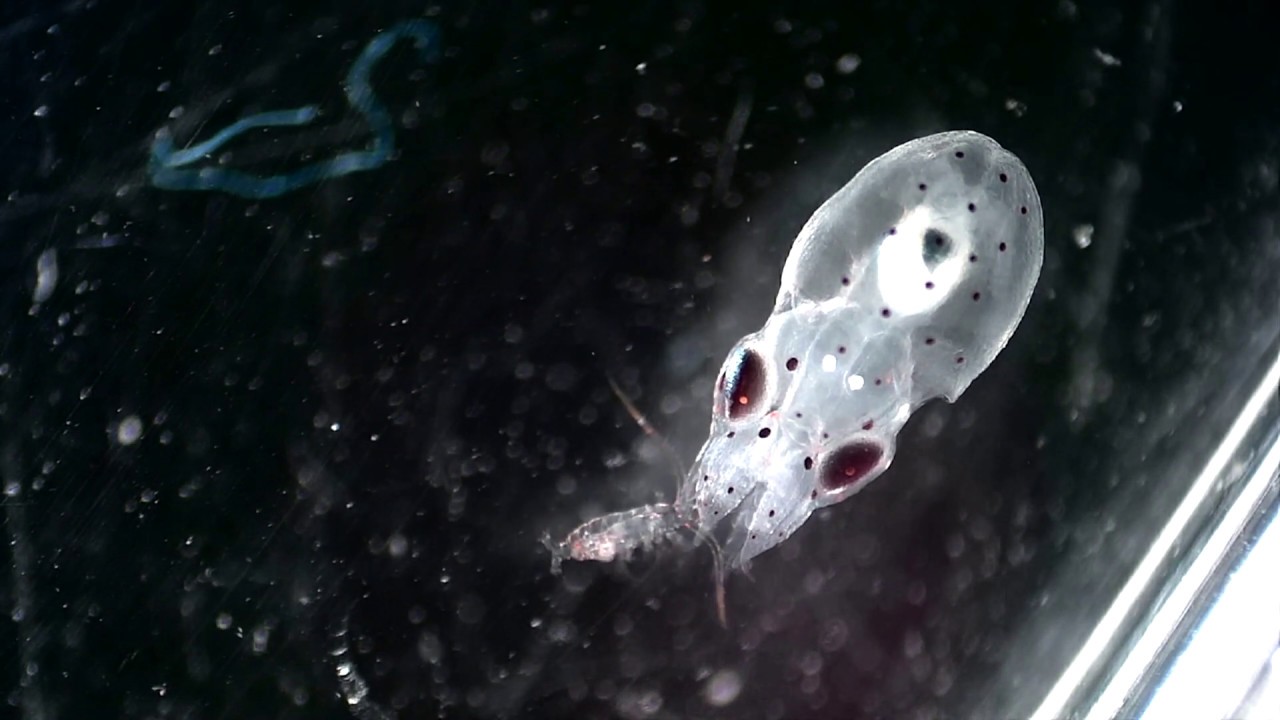 Plankton of the Mediterranean