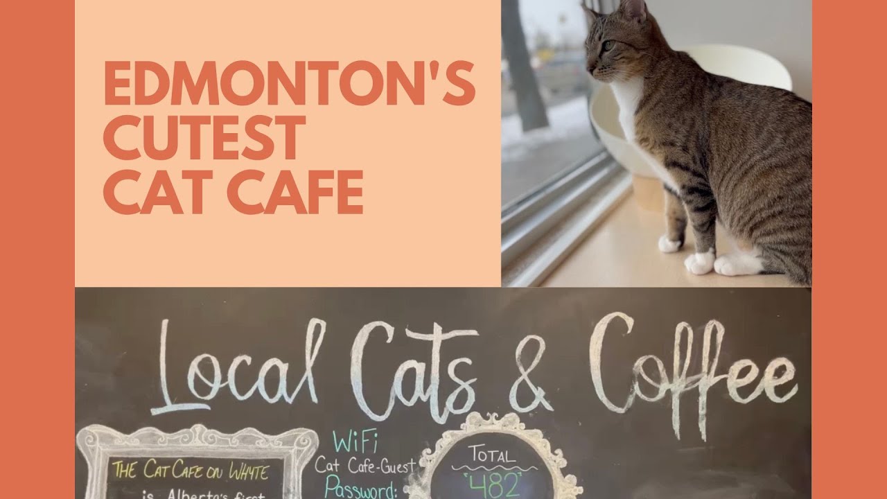 EDMONTON'S CUTEST CAT CAFE!