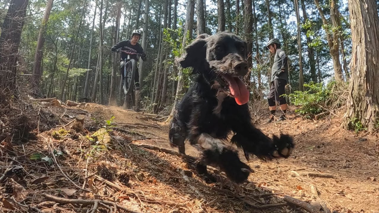 MTB DOG Working cocker spaniel Ricochet Mar 2022 　【トレイルドッグ】【MTB】【マウンテンバイク 】【マウンテンバイクドッグ 】【犬】　リコシェ