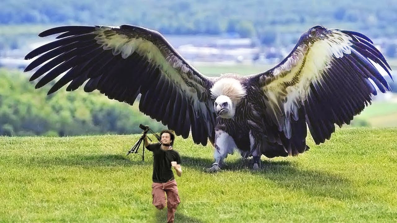 10 Most Dangerous Birds In The World