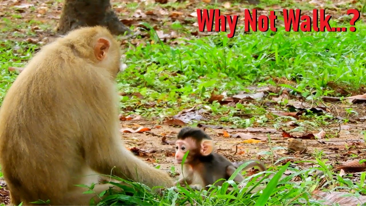 Baby Monkey Rex After Was Born 2 Weeks Can't Walk Well Yet But Young Mom Rose Try The Best to Train