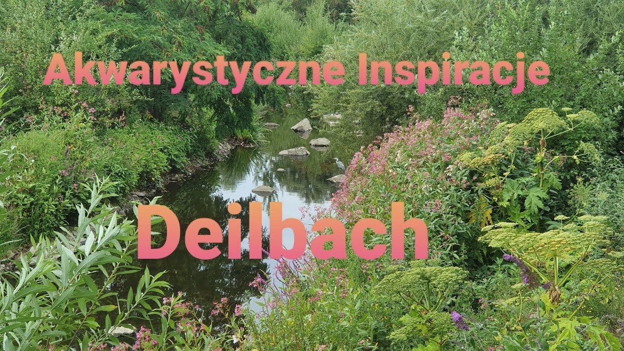 438. Moje akwarystyczne inspiracje.Wyprawa nad Deilbach