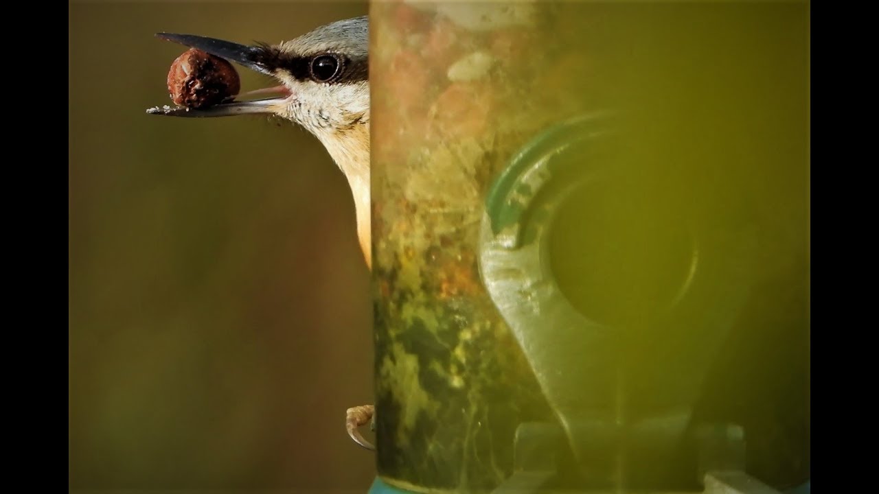 The First Day of Winter at Brandon Marsh: 1.12.2019