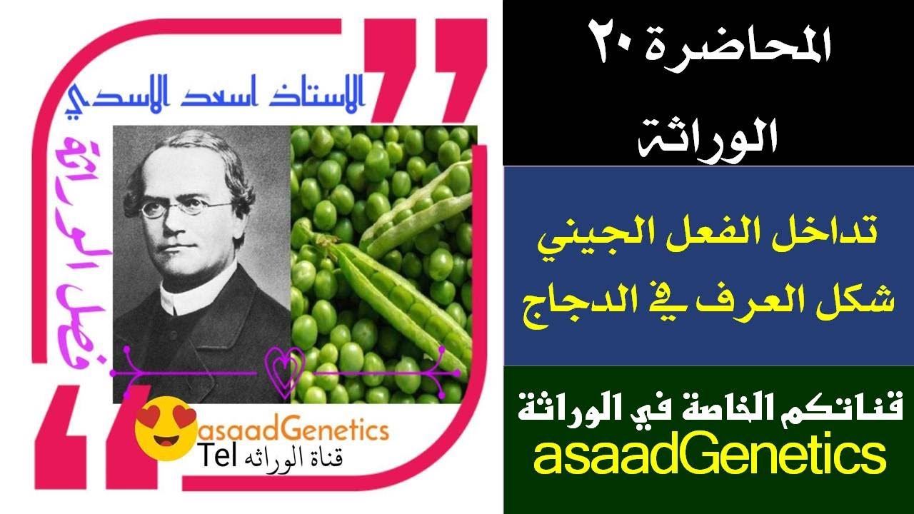 الوراثه تداخل الفعل الجيني شكل العرف في الدجاج/المحاضره ٢٠/الاستاذ اسعد الاسدي