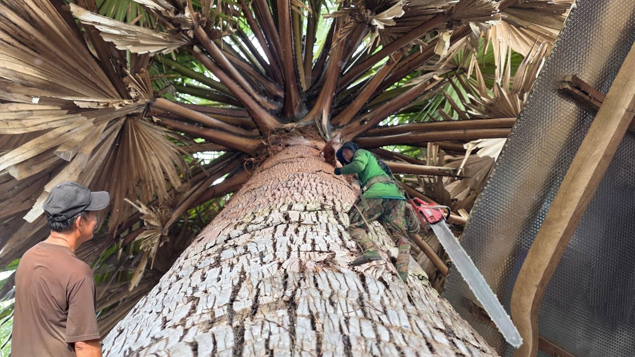 Спилить пальму для богача в Тиньбьене. Срубить её непросто. Высокотехнологичная вырубка деревьев.