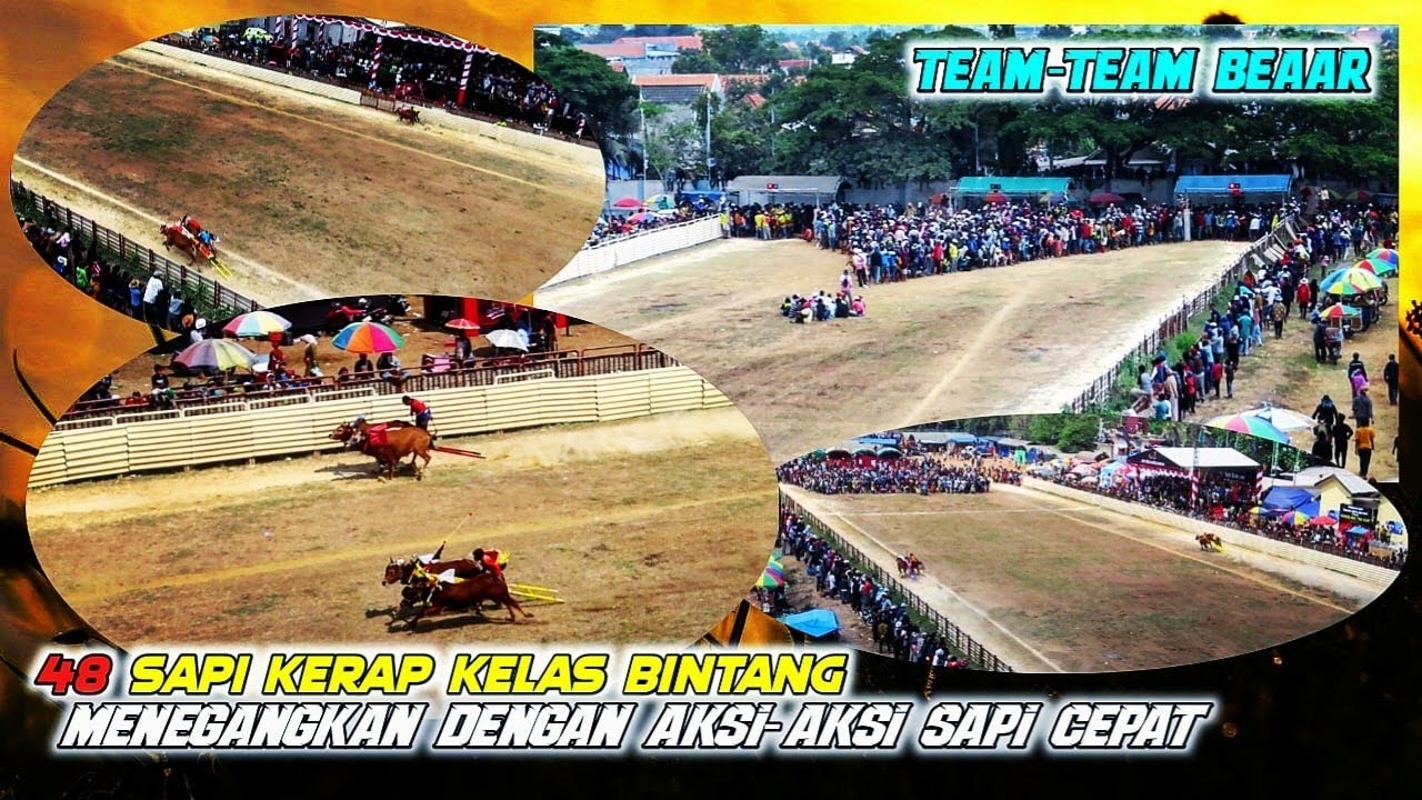 Full kerapan sapi termewah sepanjang masa di Madura