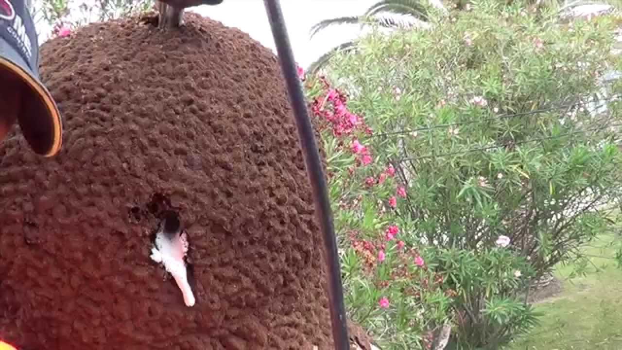 How to inspect trees for termites and how to treat them for termites