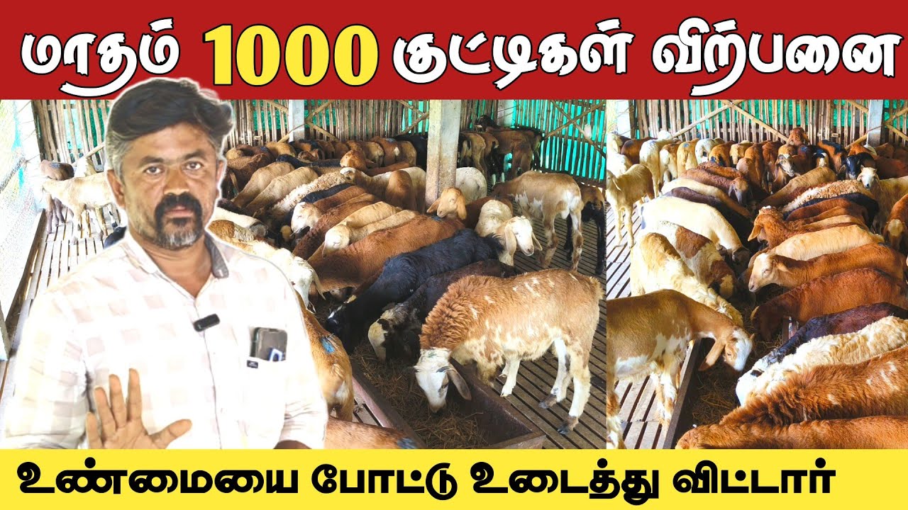 100% இலாபம் தரும் கிடா குட்டிகள் | 4 மாதம் வளர்த்தால் போதும்👌