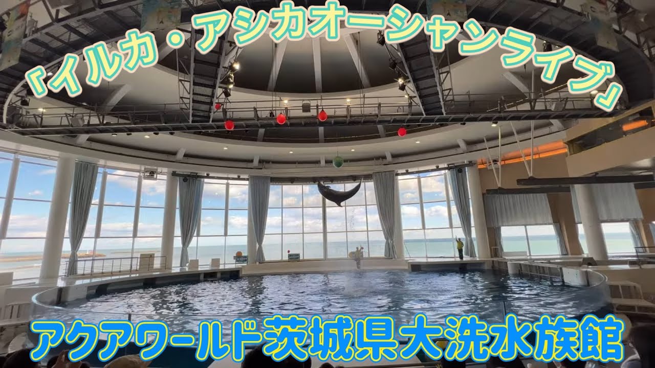 【4K】アクアワールド茨城県大洗水族館「イルカ・アシカオーシャンライブ」