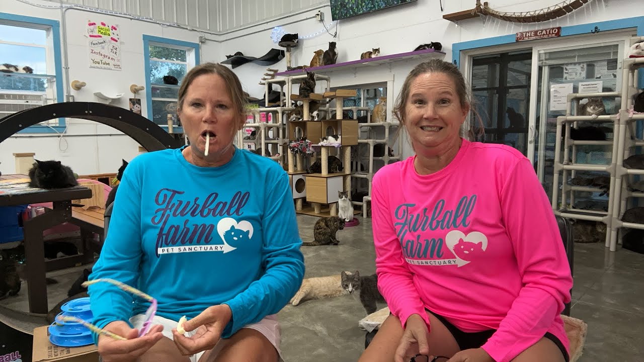 How to start a cat rescue/sanctuary: Q&A