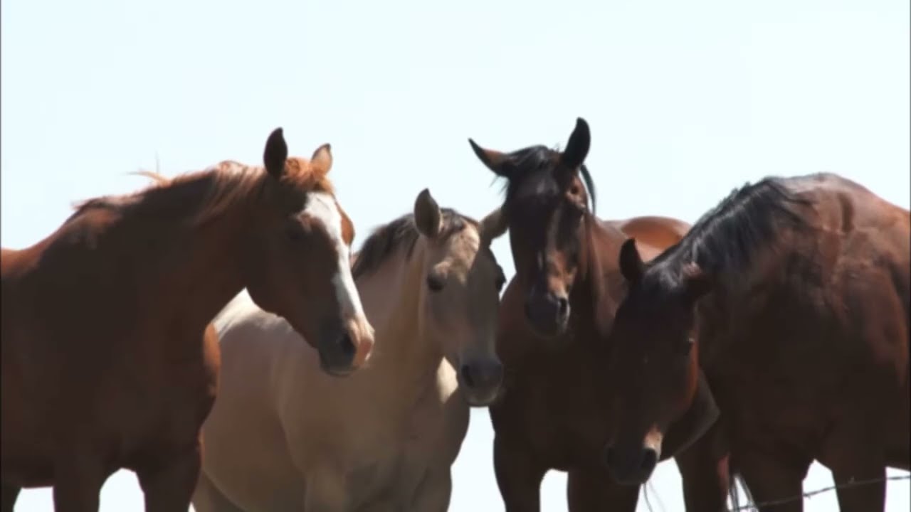 Volcán - Juan Alfonso Baptista - Letra