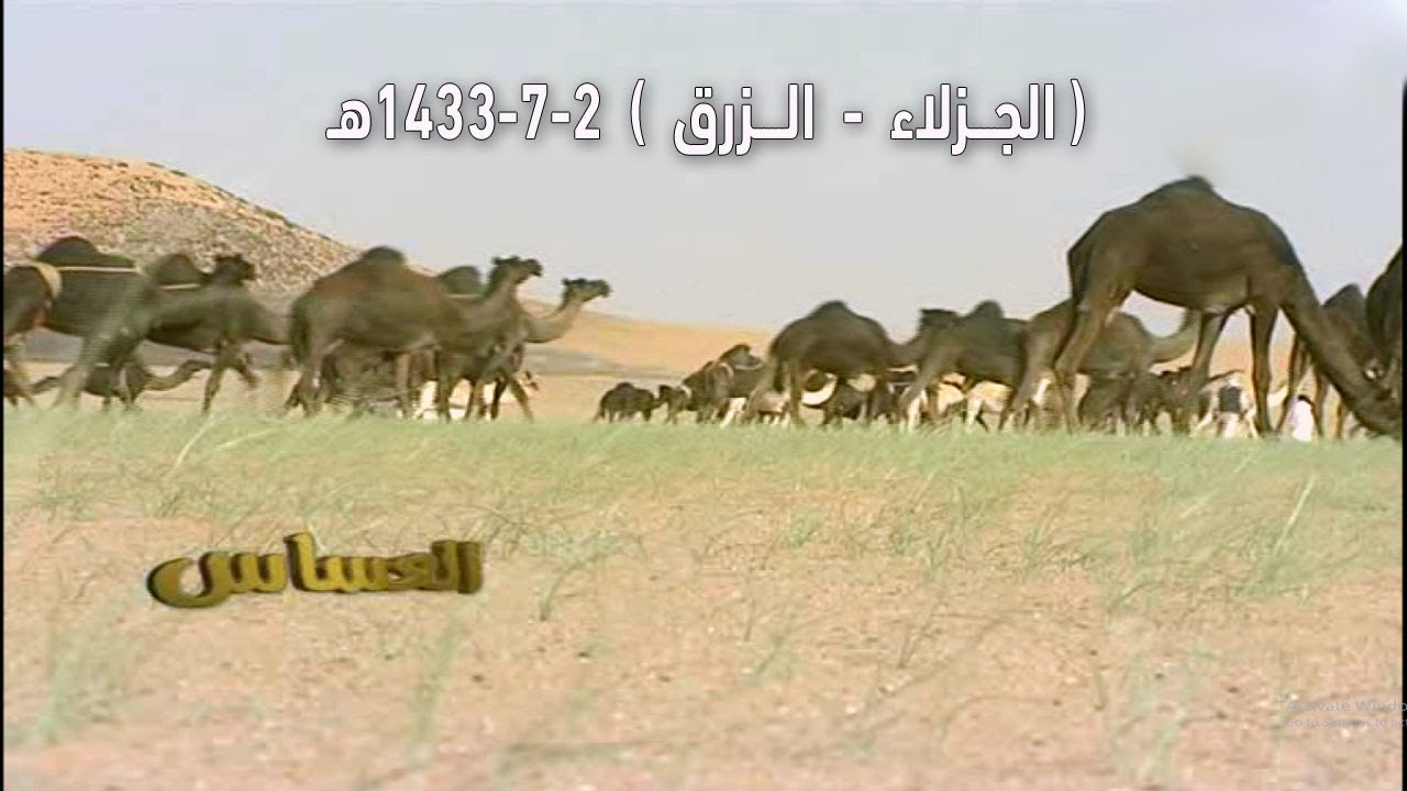 برنامج العساس ( الجزلاء - الـزرق ) 2-7-1433هـ