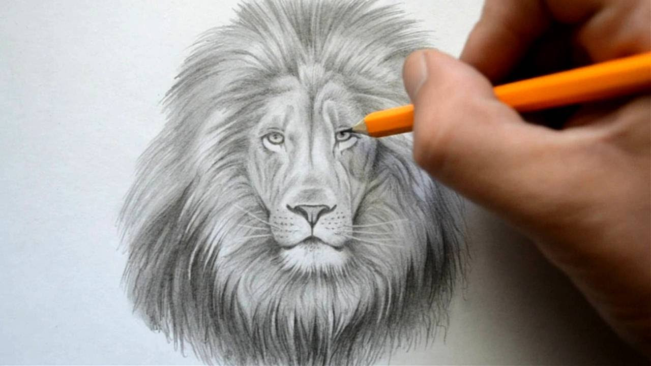 Time Lapse Drawing of a Lion
