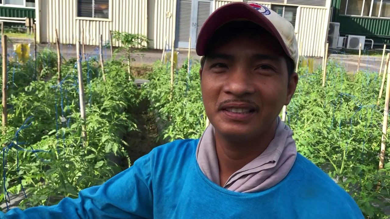 Flowering to Fruit bearing tomatoes - update by Sir Bulak, 30 days after transplanting