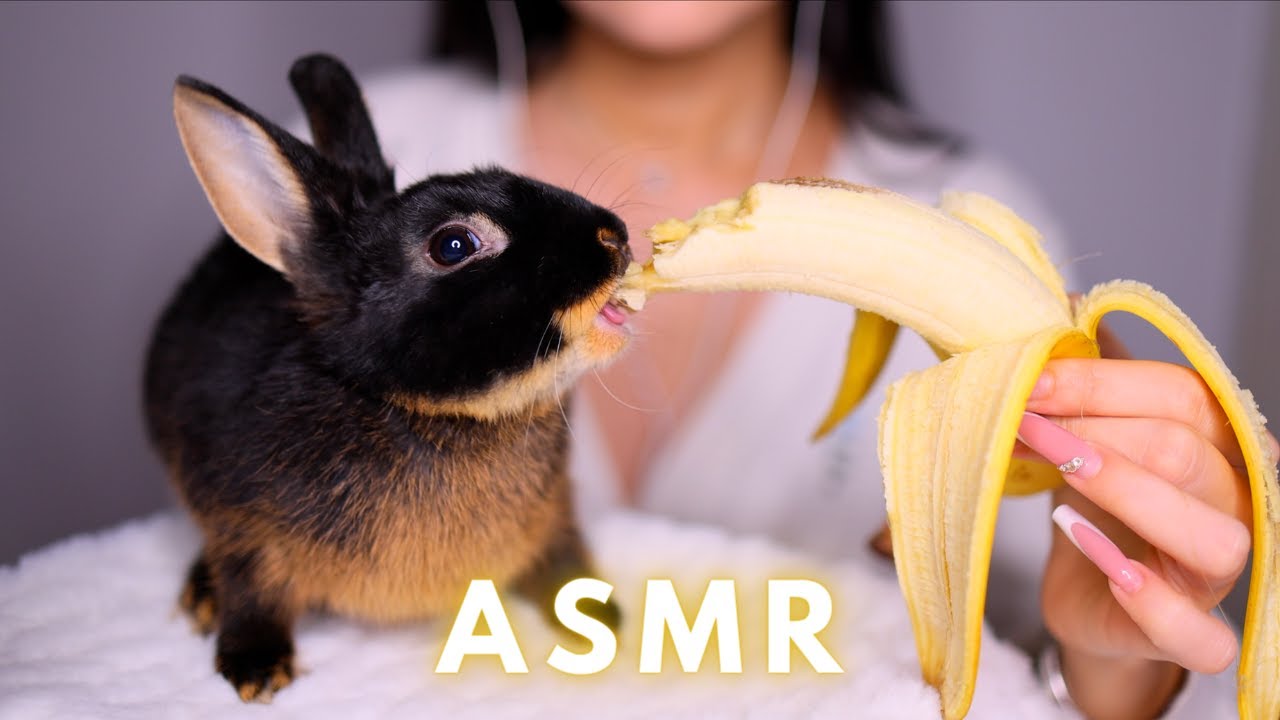 ASMR BUNNY LOVES BANANA